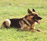 Adestramento de cães em Uberlândia